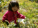 Alliah picking blueberries - Aug 21, 2004