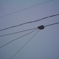 Here it is again being pulled across the telephone wire.