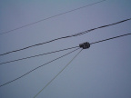 Here it is again being pulled across the telephone wire.