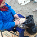 Elder Delia plucks feathers from this duck.