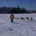 Walking about taking a last look at all the dogs.