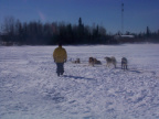 Walking about taking a last look at all the dogs.