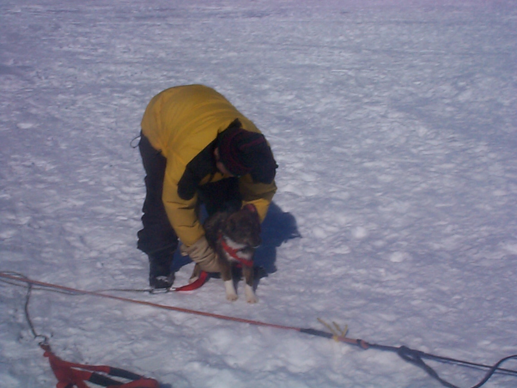 Dale trying out a would be dog-sleigh puller.