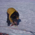 Dale trying out a would be dog-sleigh puller.