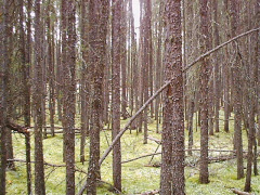 If a tree falls in the woods, do we hear sound?  (A picture in the forest near Kreewaywin.)