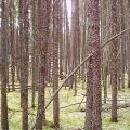 If a tree falls in the woods, do we hear sound?  (A picture in the forest near Kreewaywin.)