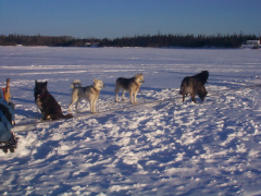 Dogs, big huge dogs. Resting up from a long haul.