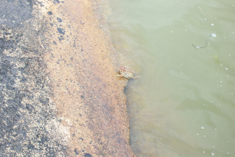 Even a toad dropped by to see what the commotion was about. He's lucky he didn't end up as bait.