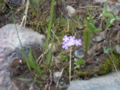 Flowers among the rocks