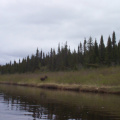 Coming upon a lone moose as we rounded a bend - the head wind let us get quite close before he noticed us