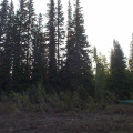 Our camp site in the trees from down near the shore of the Fawn