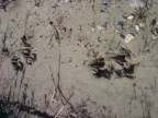 Wolf tracks along the shore