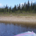 Rounding a bend with a strong head wind we were able to get very closer to a white wolf sunning itself before it even noticed us