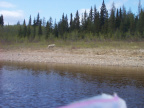 Rounding a bend with a strong head wind we were able to get very closer to a white wolf sunning itself before it even noticed us