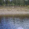 The wolf seemed so surprisd that he stopped a couple of times and looked at us before running off into the bush