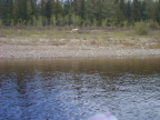 The wolf seemed so surprisd that he stopped a couple of times and looked at us before running off into the bush