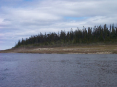 Coming up to a caribou along the shoreline