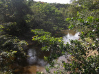 River in the Jungle