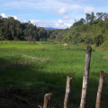 Rice Field and Someone fishing in the background
