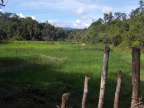 Rice Field and Someone fishing in the background