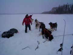 The dogs are still hyper after the run. I guess they are trying to cool them down
