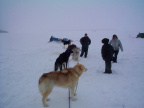 And here we have some Keewaywin Students visiting the dogs adn looking around.