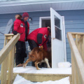 Heres the dog wanting to go inside the house.