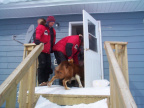 Heres the dog wanting to go inside the house.