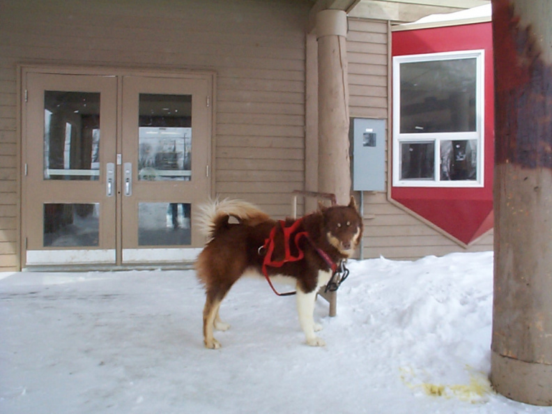 And here is one of the Dogs that is part of the dog sled expedition