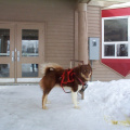 And here is one of the Dogs that is part of the dog sled expedition