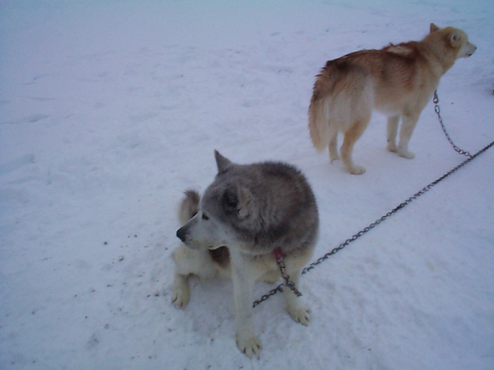 this dog looks winded.
