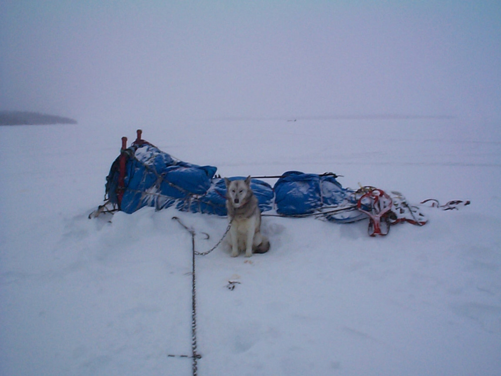 These dogs are just laying about. They are all handsome dogs.