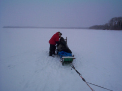 He is getting helped to get off the sled. I don't think he wants to get out.
