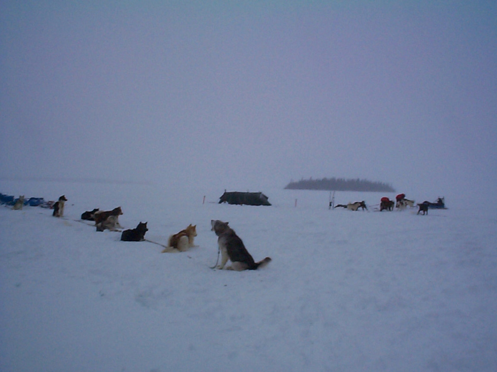 An other view of the camp and the dogs waiting for a ride.

