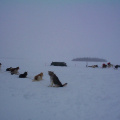 An other view of the camp and the dogs waiting for a ride.
