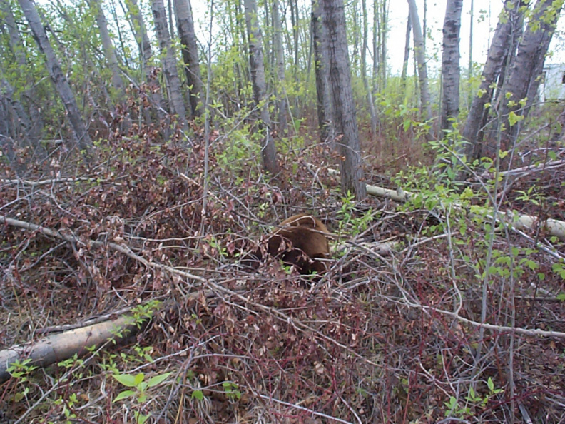 ...and landed on this log... ouch!