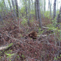 ...and landed on this log... ouch!