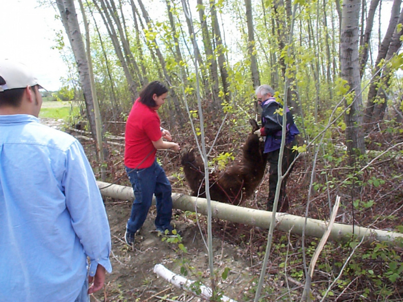 Reinforcements were called in and had to assist in carrying the bear out.