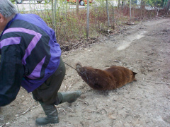 The poor, drugged up bear had no idea what was going on at this point :(