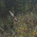 thats shaun hauling wood for the feast
