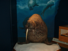The closest I came to a walrus... in the library museum, they had setup...  Too bad it wasn't of the real walrus, himself.