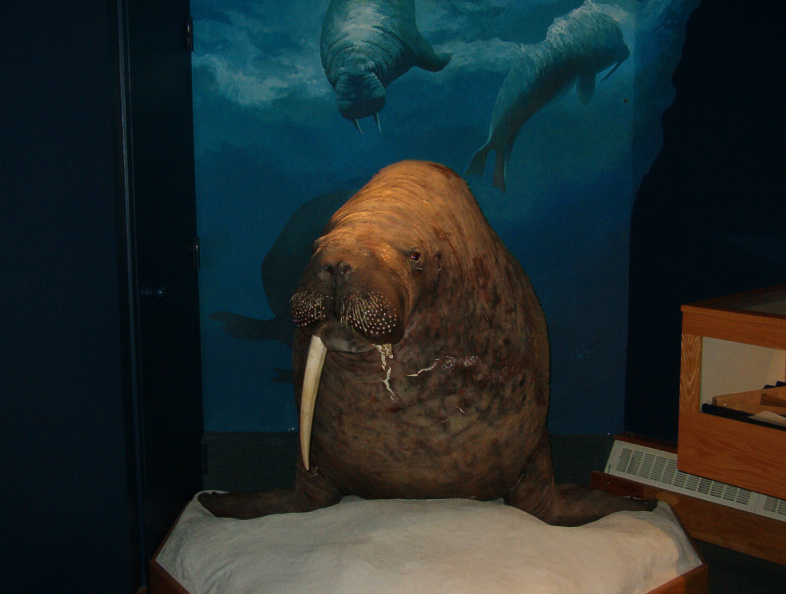 The closest I came to a walrus... in the library museum, they had setup... Too bad it wasn't of the real walrus, himself. - aaq.jpg aaq.jpg