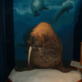 The closest I came to a walrus... in the library museum, they had setup...  Too bad it wasn't of the real walrus, himself.