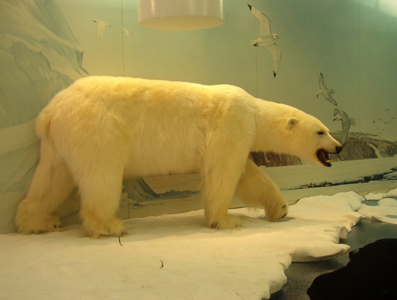 Not sure if I ever want to get this close to a real polar bear....