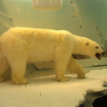 Not sure if I ever want to get this close to a real polar bear....