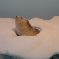 A picture of a seal, in the museum...