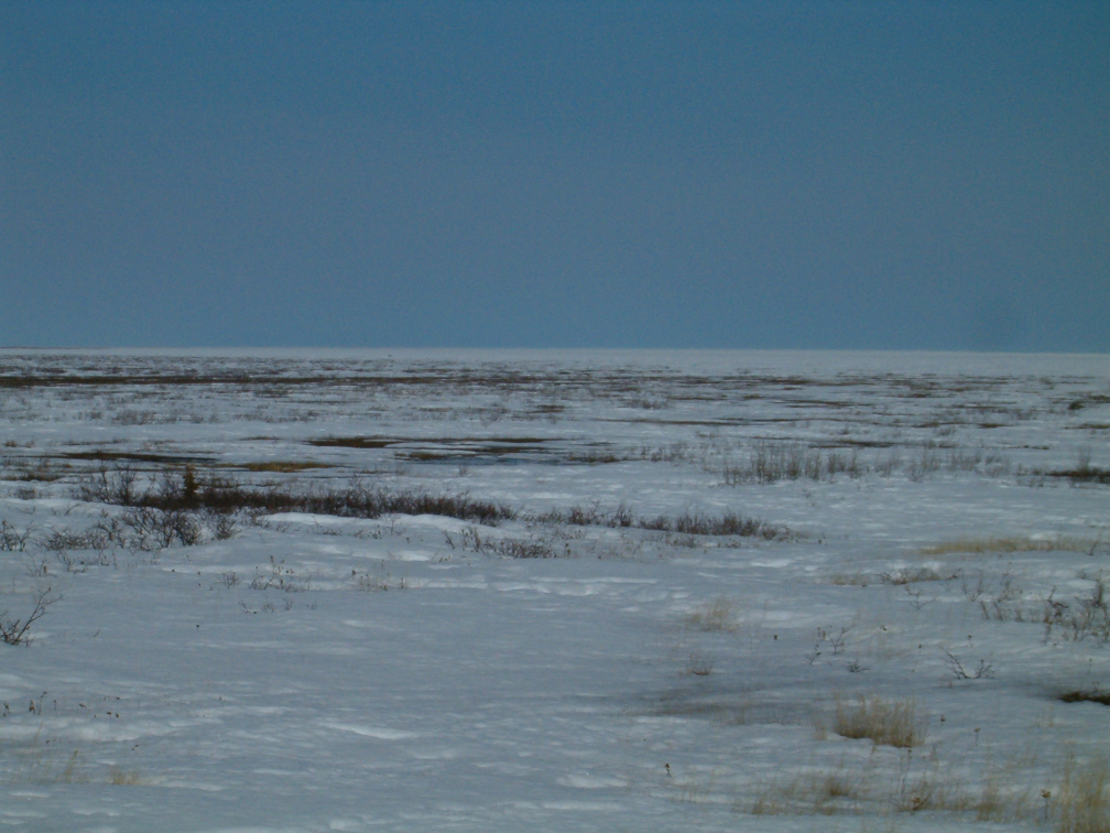 A Polar Bear Way in the distance..look for the brown spec, the bears get dirty when they wander onto land this time of year.