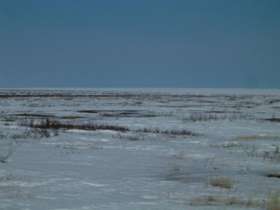 A Polar Bear Way in the distance..look for the brown spec, the bears get dirty when they wander onto land this time of year.