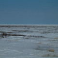 A Polar Bear Way in the distance..look for the brown spec, the bears get dirty when they wander onto land this time of year.