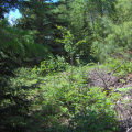 The clearing on the other side of the gazebo, just up the hill